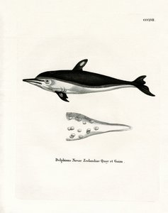 New Zealand Dolphin (kolorowy grawerunek) autorstwa German School
