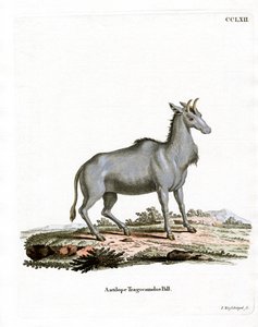 Nilgai (kolorowy grawerunek) autorstwa German School