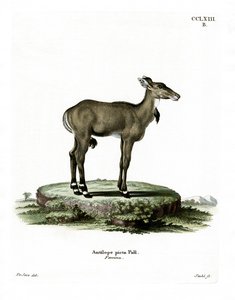 Nilgai (kolorowy grawerunek) autorstwa German School