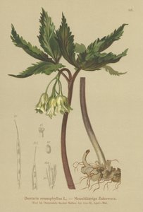 Dziewięciolistna brzeczka koralowa (Dentaria enneaphyllos) autorstwa German School