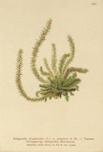 Kolczaka północna (Selaginella selaginoides, Selaginella spinulosa, Lycopodium selaginoides, Bernhardia spinosa) autorstwa German School