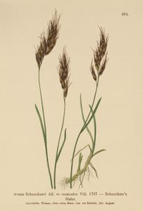 Owsianka (Avena Scheuchzeri, Avena versicolor, Avena alpina) autorstwa German School