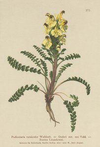 Przylaszczka pospolita (Pedicularis versicolor, Pedicularis Oederi) autorstwa German School
