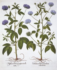 Jednokwiatowe Koniczyny, z Hortus Eystettensis, Basil Besler (1561-1629), wyd. 1613 (grawerowanie ręcznie kolorowane) autorstwa German School