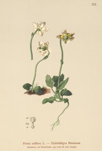 Zimozielony jednokwiatowy (Pirola uniflora, Pyrola uniflora, Moneses uniflora, Monesis uniflora) autorstwa German School
