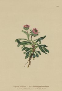 Pchła jednokwiatowa (Erigeron uniflorus) autorstwa German School