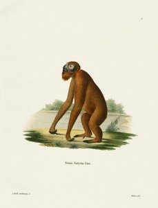 Orang-Outang (kolorowy grawer) autorstwa German School