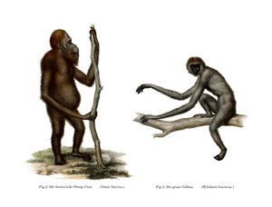 Orangutan, 1860 autorstwa German School