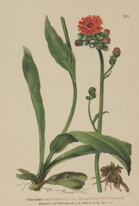 Jastrząb pomarańczowy (Hieracium aurantiacum, Hieracium brunneocroceum, Pilosella aurantiaca) autorstwa German School