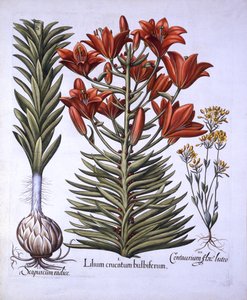 Lilia pomarańczowa z cebulkami i cebulkami, późno kwitnąca Blackstoria, z Hortus Eystettensis, Basil Besler (1561-1629), wyd. 1613 (grawerowanie ręcznie kolorowane) autorstwa German School