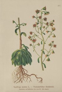 Skalnica pomarańczowa (Saxifraga mutata) autorstwa German School
