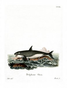 Orca (kolorowy grawer) autorstwa German School