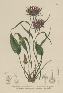 Oksford Ramion (Phyteuma Scheuchzeri) autorstwa German School