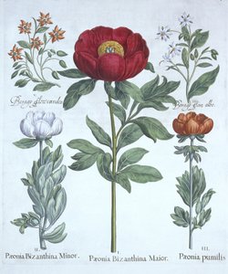 Paeonies i Borage, z Hortus Eystettensis, Basil Besler (1561-1629), wyd. 1613 (grawerowanie ręcznie kolorowane) autorstwa German School