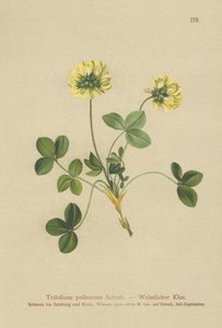 Koniczyna blada (Trifolium pallescens) autorstwa German School