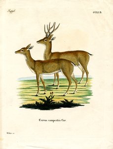 Pampas Deer (kolorowy grawerunek) autorstwa German School