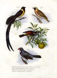 Raj „Whydah”, 1864 autorstwa German School