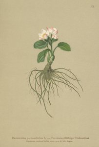 Bażyna czarna (Ranunculus parnassifolius) autorstwa German School