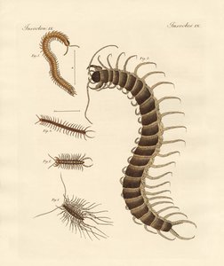 Osobliwe owady