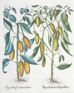 Papryka: 1.Piper żółta indyjska 2.Piper Indicum aureum latum, z Hortus Eystettensis Basila Beslera (1561-1629), wyd. 1613 autorstwa German School