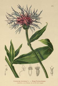 Wieloletni bławatek (Centaurea montana) autorstwa German School