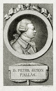 Piotra Szymona Pallasa. (1741 – 1811) (Grawerowanie liniowe) autorstwa German School