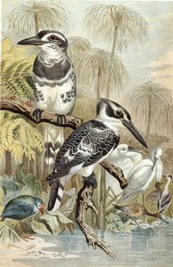 Pied Kingfisher, płyta z "Brehms Tierleben: Allgemeine Kunde des Tierreichs", vol.5, s.60, wyd. Bibliographisches Institut autorstwa German School