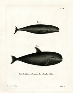 Wieloryb pilot (kolorowy grawerunek) autorstwa German School