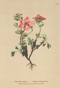 pięciornik różowy (Potentilla nitida) autorstwa German School