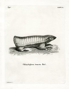 Pink Fairy Armadillo (kolorowy grawerunek) autorstwa German School