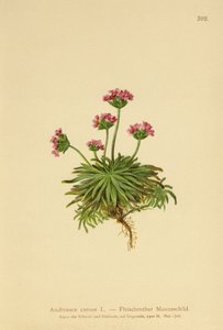 Jaśmin Pink Rock (Androsace carnea) autorstwa German School