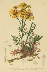 Krostawiec pierzastolistny (Senecio abrotanifolius, Jacobaea abrotanifolia) autorstwa German School