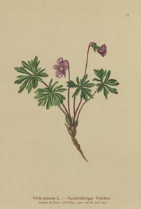 Fiolet pierzasty (Viola pinnata) autorstwa German School