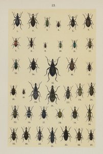 Talerz z Podręcznika młodego żuka-kolekcjonera (chromolitho) autorstwa German School