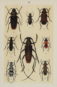 Talerz z Podręcznika młodego żuka-kolekcjonera (chromolitho) autorstwa German School