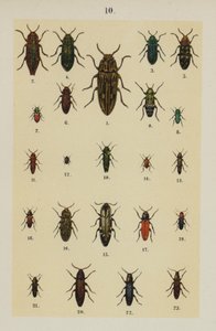 Talerz z Podręcznika młodego żuka-kolekcjonera (chromolitho) autorstwa German School