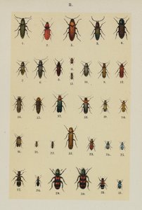 Talerz z Podręcznika młodego żuka-kolekcjonera (chromolitho) autorstwa German School