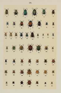 Talerz z Podręcznika młodego żuka-zbieracza (chromolitho) autorstwa German School