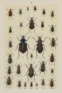 Talerz z Podręcznika młodego żuka-zbieracza (chromolitho) autorstwa German School
