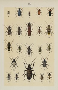 Talerz z Podręcznika młodego żuka-zbieracza (chromolitho) autorstwa German School