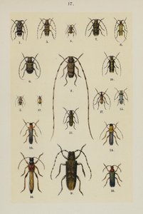 Talerz z Podręcznika młodego żuka-zbieracza (chromolitho) autorstwa German School