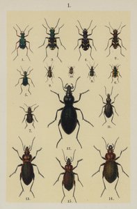 Talerz z Podręcznika młodego żuka-zbieracza (chromolitho) autorstwa German School