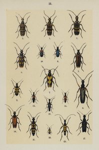 Talerz z Podręcznika młodego żuka-zbieracza (chromolitho) autorstwa German School