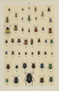 Talerz z Podręcznika młodego żuka-zbieracza (chromolitho) autorstwa German School