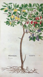 Śliwka, płyta botaniczna z Zielnika Leonharta Fuchsa (1501-66), opublikowana w Bazylei, 1543 autorstwa German School