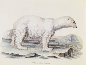 Niedźwiedź polarny (Ursus maritimus), z Mammals ilustrowany z natury z opisami, Johann Christian Daniel von Schreber (1739-1810), rycina IC Bock wg rysunku Marechala, tom 3, tabela 141, Niemcy autorstwa German School