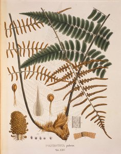 Polybotrya Pubens, tabela XXV z 