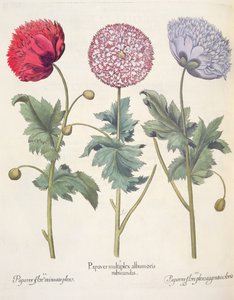 Maki: 1. Mak to kompleks maków o czerwonej skórce; 2. Mak, pełen kwiatu miniato; 3. Kolorowy kwiat paparu, z Hortus Eystettensis Basila Beslera (1561-1629), wyd. 1613