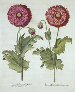 Maki, z Hortus Eystettensis, Basil Besler (1561-1629) wyd. 1613 autorstwa German School
