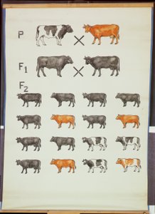 Plakat przedstawiający prawo Mendla w bydle autorstwa German School